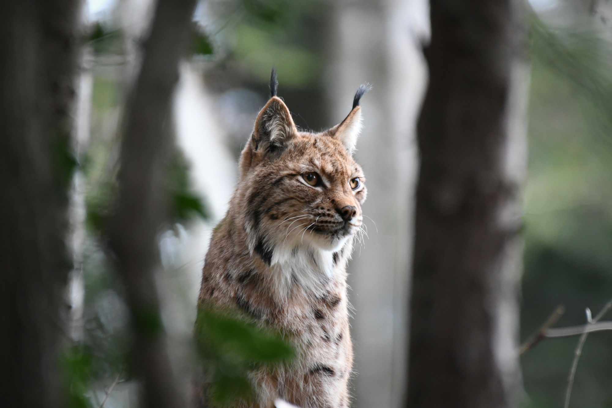 "Le dernier territoire du lynx"