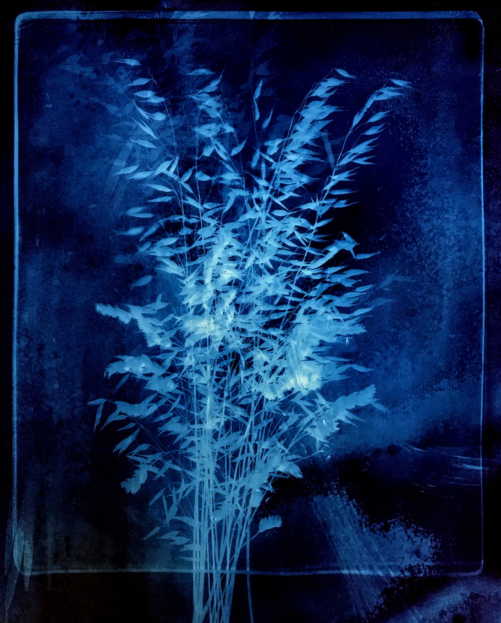 Initiation à la cyanotypie