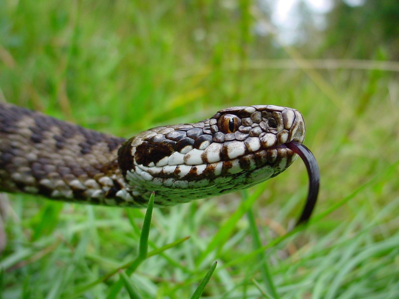 Dans l'ombre des écailles : à la rencontre de la vipère péliade