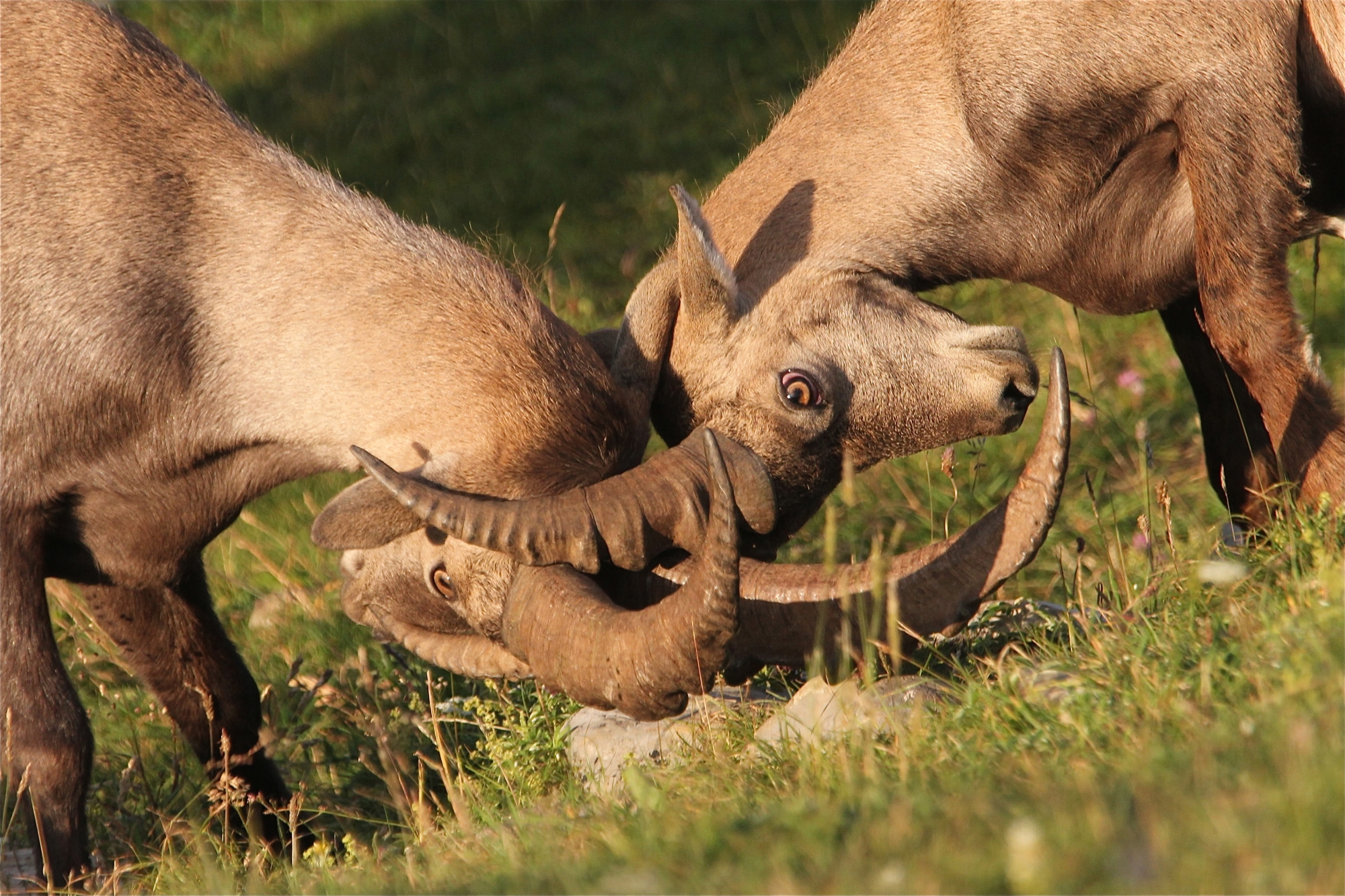Face à face avec les bouquetins